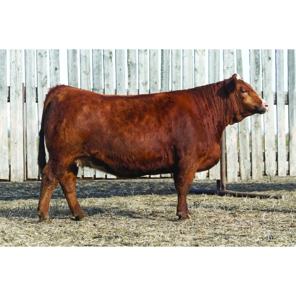 Pheasantdale Cattle Company