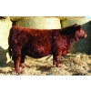 Image 1 : Skyline Simmentals