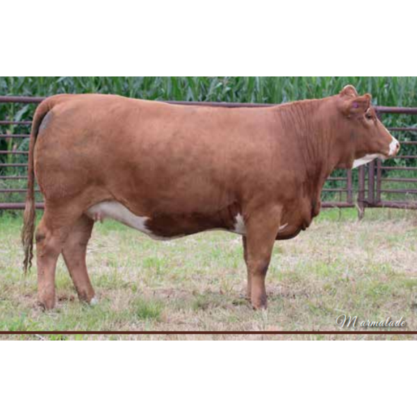 Century Simmentals