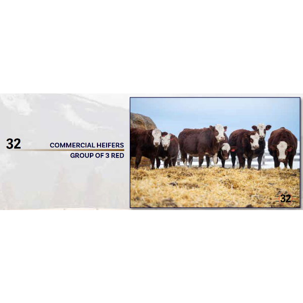 GROUP OF 3 RED COMMERCIAL HEIFERS