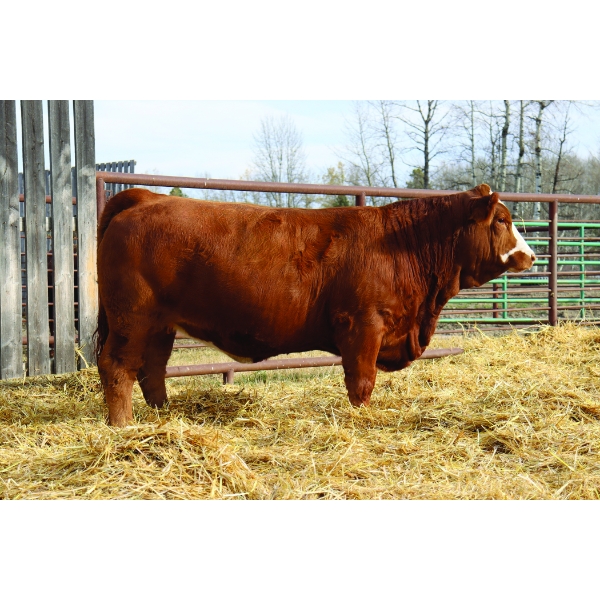 Elliott Simmentals