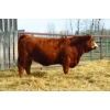 Image 1 : Elliott Simmentals