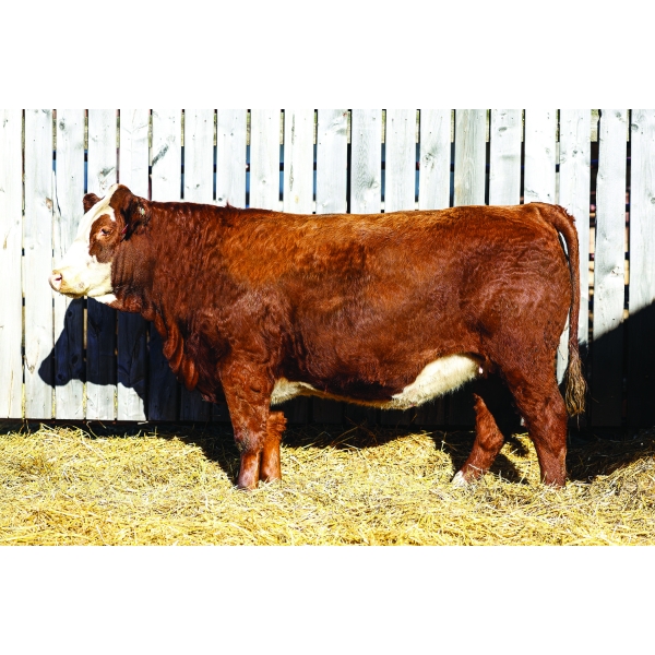 Keato Meadow Simmentals 