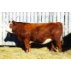 Image 1 : Keato Meadow Simmentals 