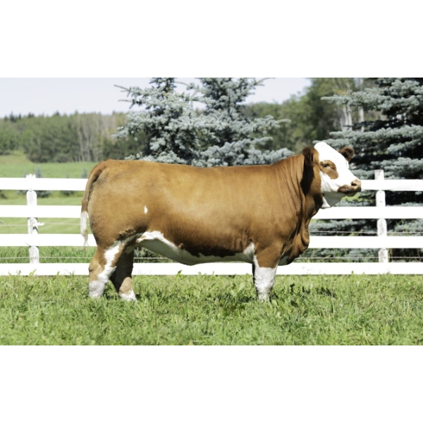 Beechinor Land & Livestock