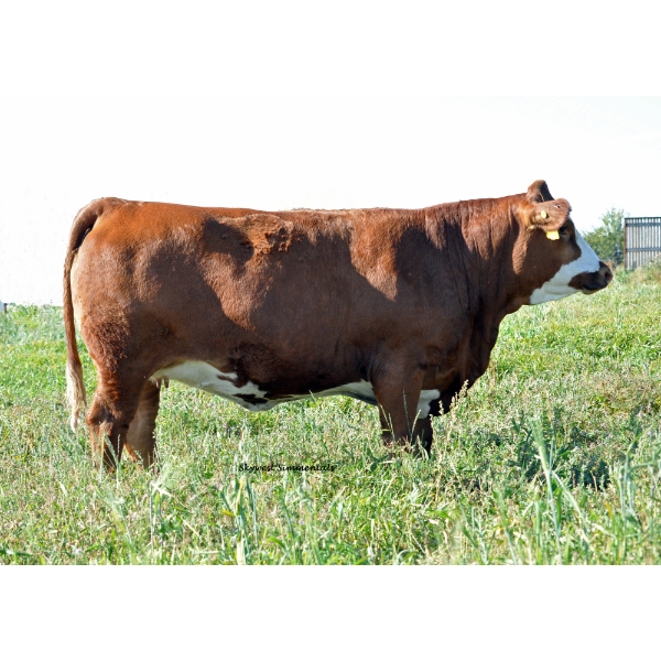 Skywest Simmentals