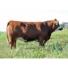 Image 1 : Skywest Simmentals