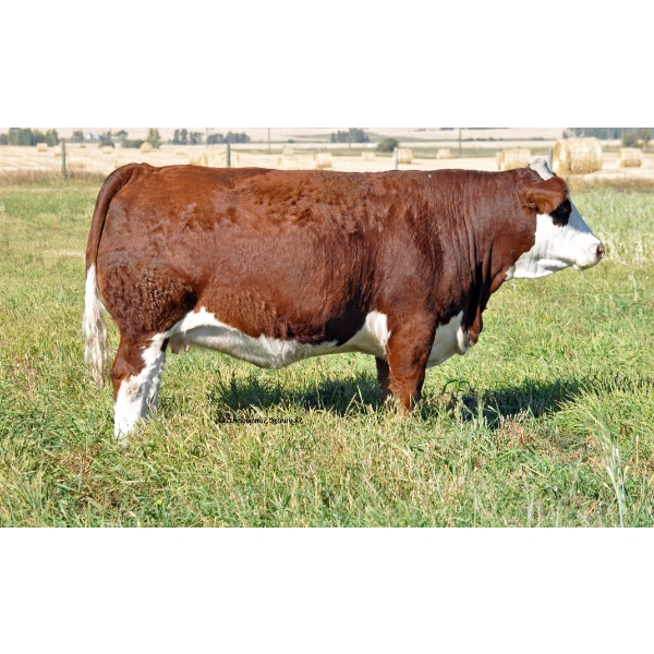 Skywest Simmentals