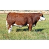 Image 1 : Skywest Simmentals