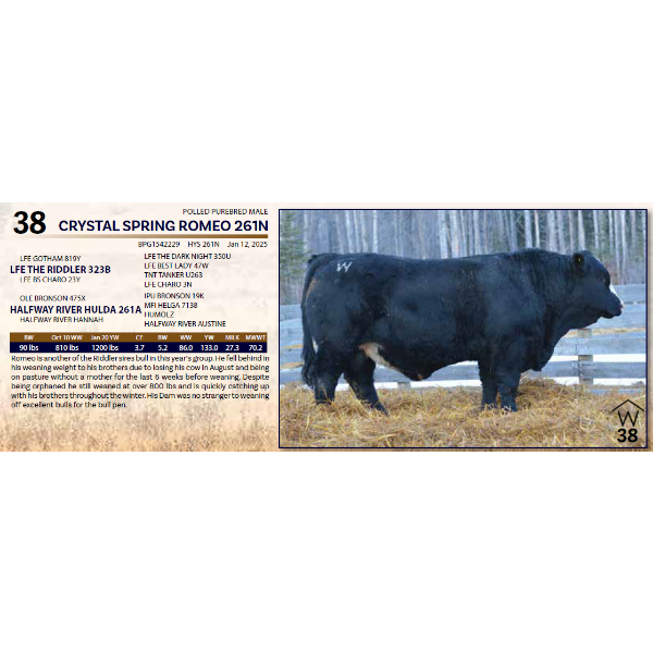 CRYSTAL SPRING ROMEO 261N 