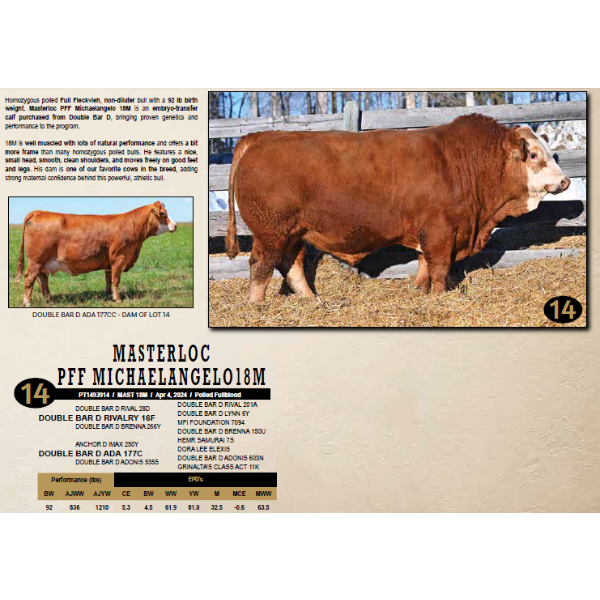 Masterloc Simmentals