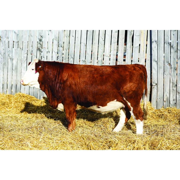 Keato Meadow Simmentals 