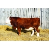 Image 1 : Keato Meadow Simmentals 
