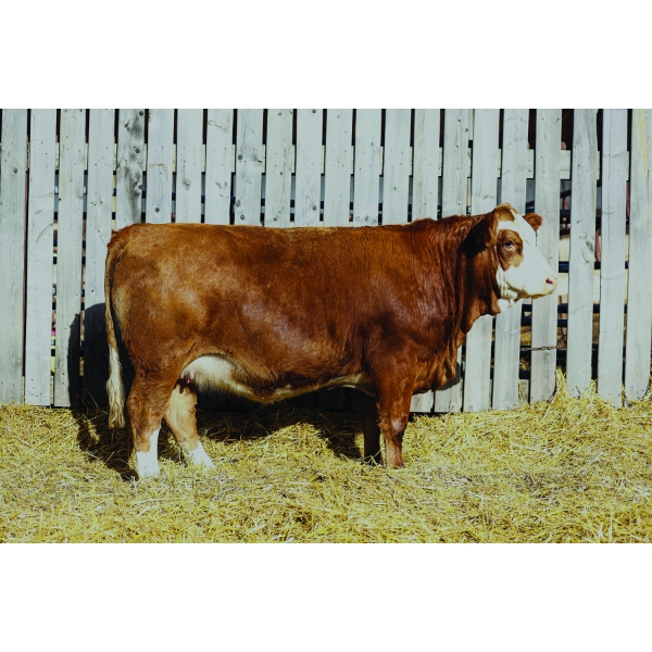 Keato Meadow Simmentals 