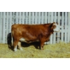 Image 1 : Keato Meadow Simmentals 
