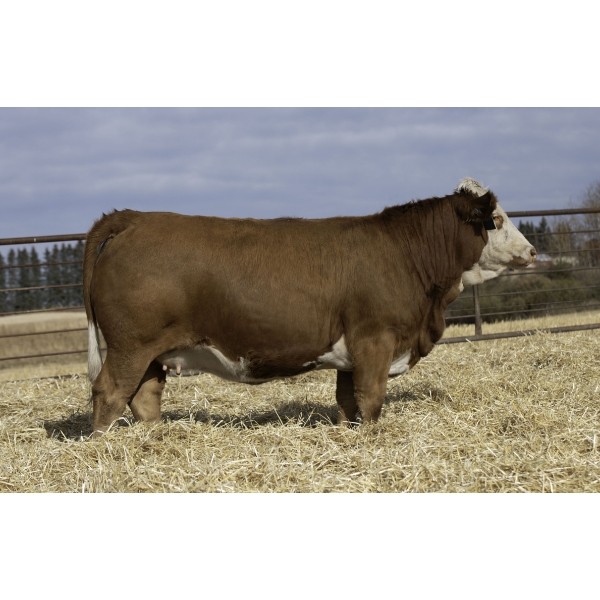 Beechinor Bros Simmentals