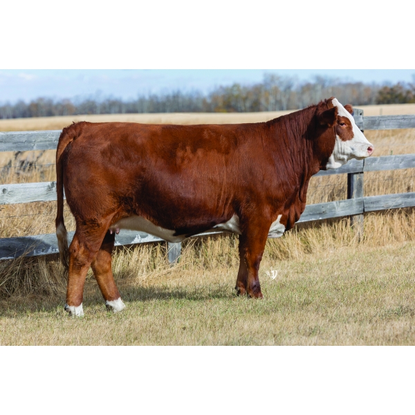 Red Iron Simmentals