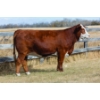 Image 1 : Red Iron Simmentals
