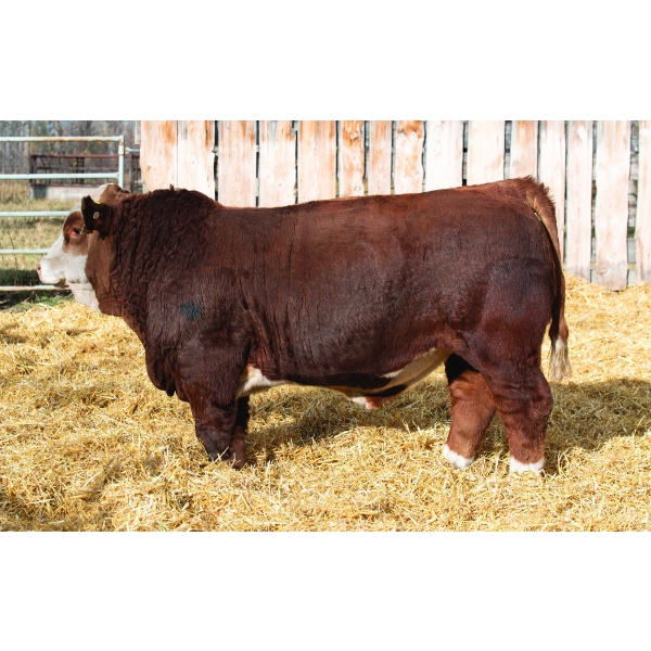 Terry Vernon and Sons