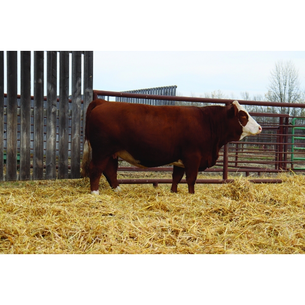 Elliott Simmentals