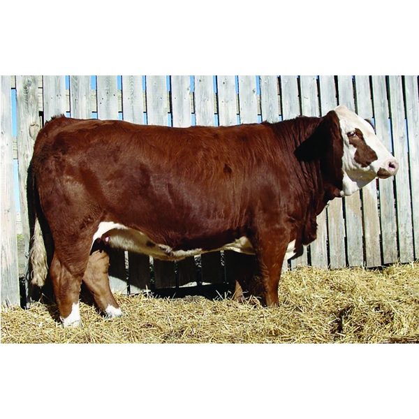 Kindred Spirit Cattle