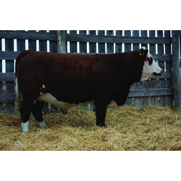 Keet Simmentals