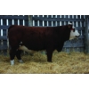 Image 1 : Keet Simmentals