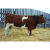 Image 1 : Keet Simmentals