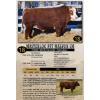 Image 1 : Masterloc Simmentals