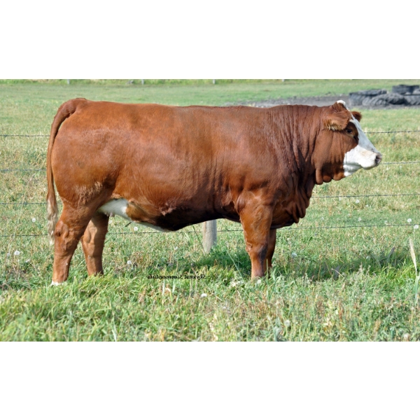 Skywest Simmentals