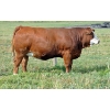 Image 1 : Skywest Simmentals