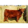Image 1 : Skyline Simmentals