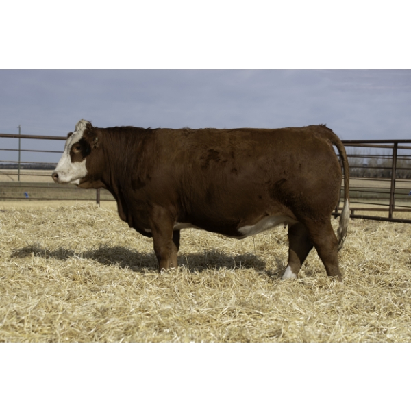 Beechinor Bros Simmentals