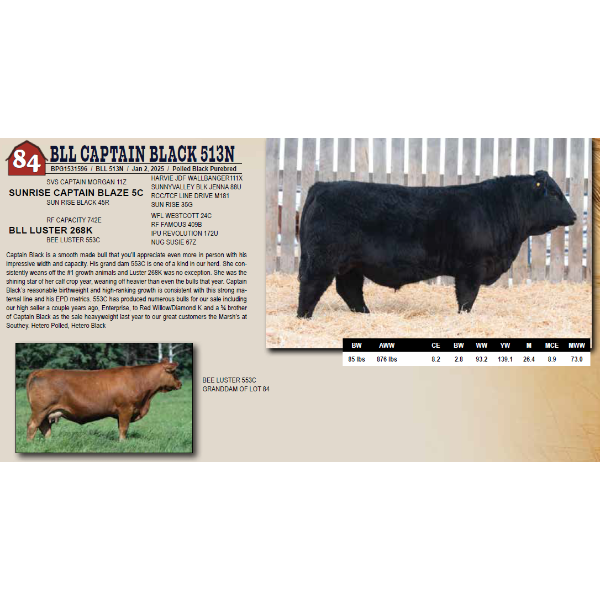 BLL CAPTAIN BLACK 513N 