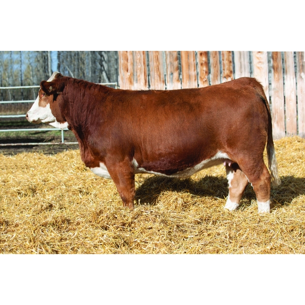 Terry Vernon and Sons