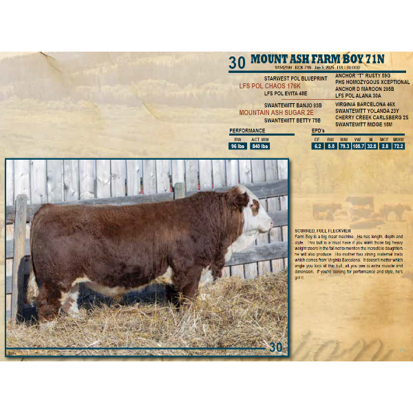 MOUNT ASH FARM BOY 71N