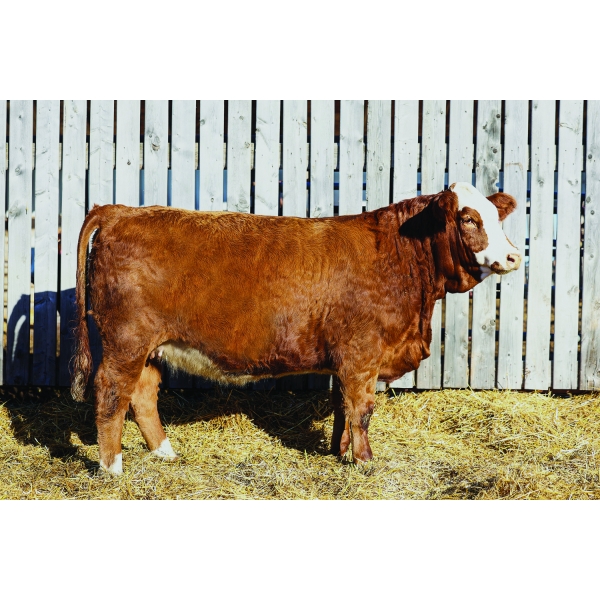 Keato Meadow Simmentals 