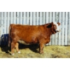 Image 1 : Keato Meadow Simmentals 