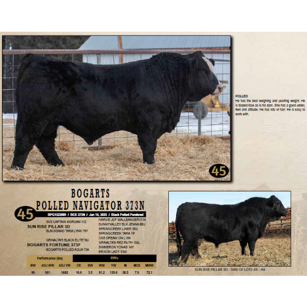 Diamond B Simmentals