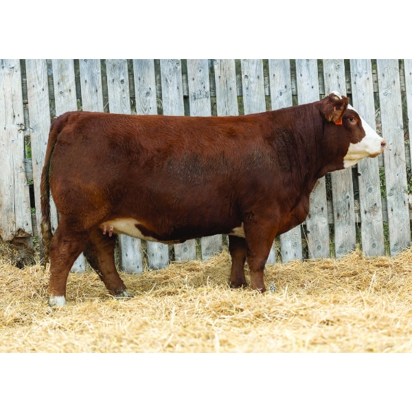 LaBatte Simmentals