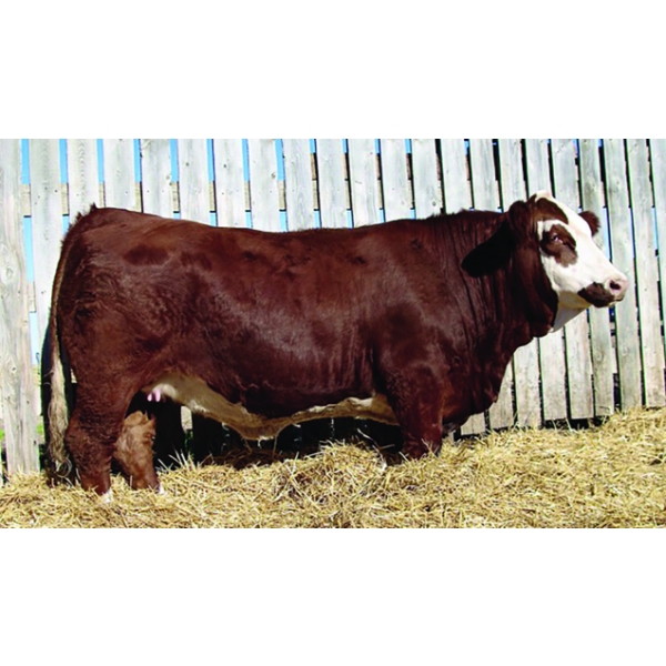 Kindred Spirit Cattle