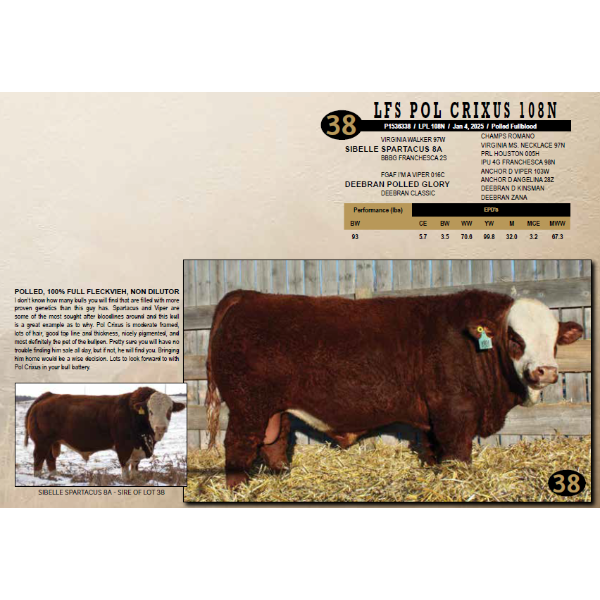 LANGER FLECKVIEH SIMMENTALS