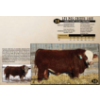 Image 1 : LANGER FLECKVIEH SIMMENTALS