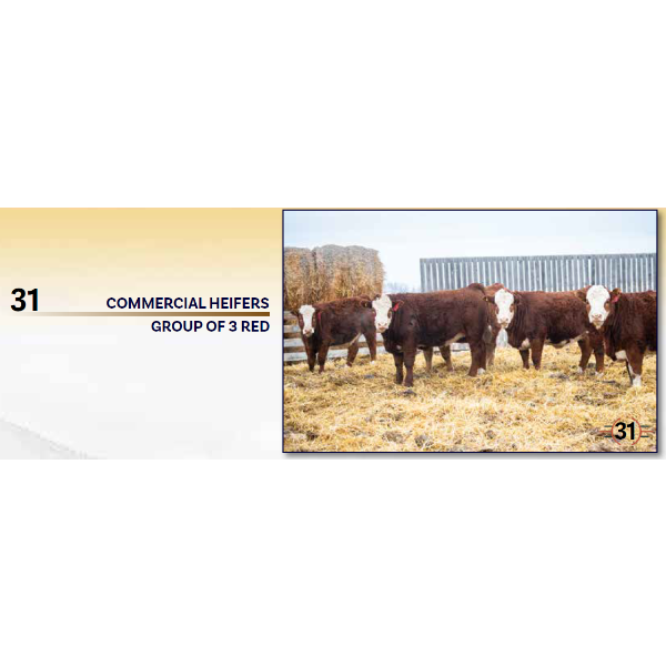 GROUP OF 3 RED COMMERCIAL HEIFERS