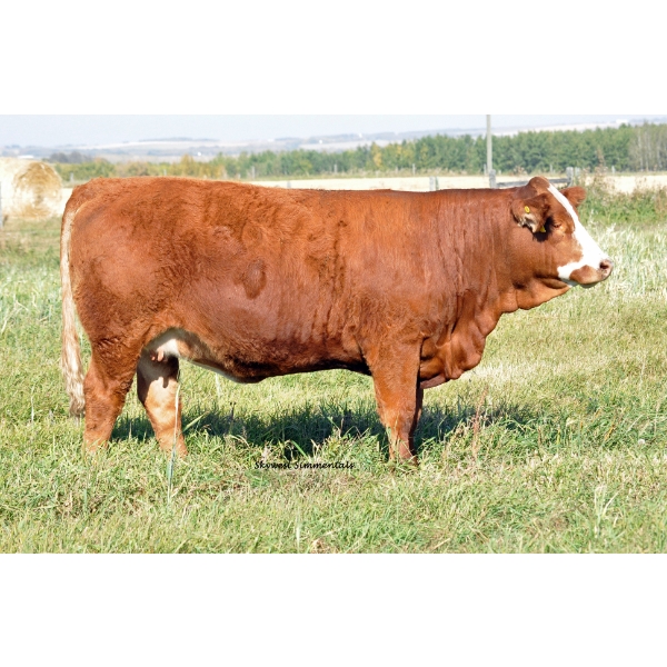 Skywest Simmentals