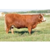 Image 1 : Skywest Simmentals
