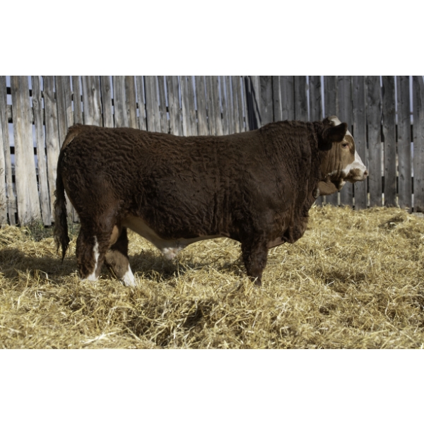 Okotoks Fleckvieh Group