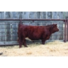Image 1 : Sun Star Simmentals