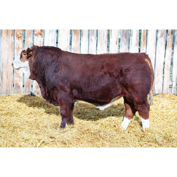 Terry Vernon and Sons