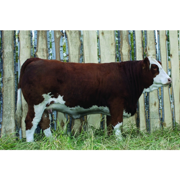 Langer Fleckvieh Simmentals